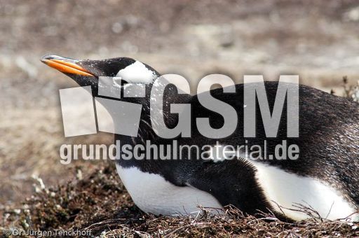 Eselspinguin (12 von 97).jpg
